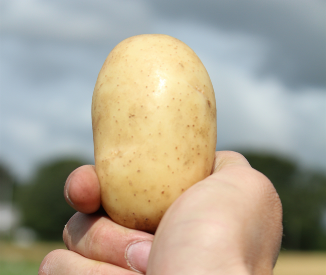 Kartoffel i hånd beskåret